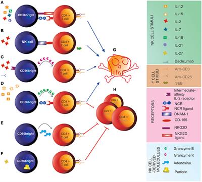 Regulatory Functions of Natural Killer Cells in Multiple Sclerosis